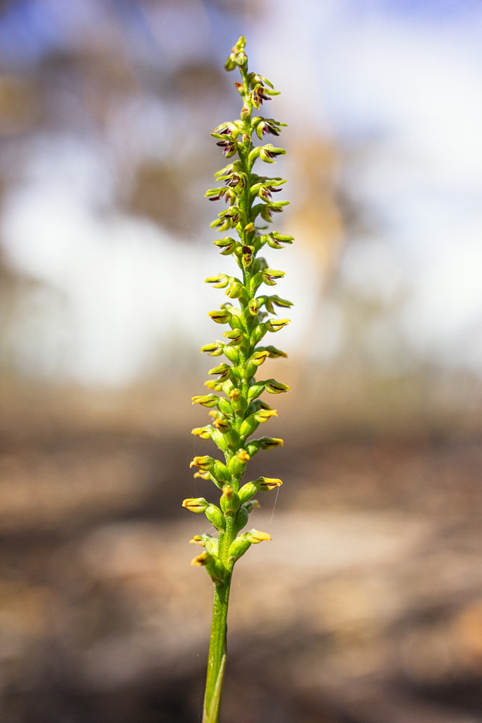 Pygmy Orchid by Paul Amyes on 500px.com