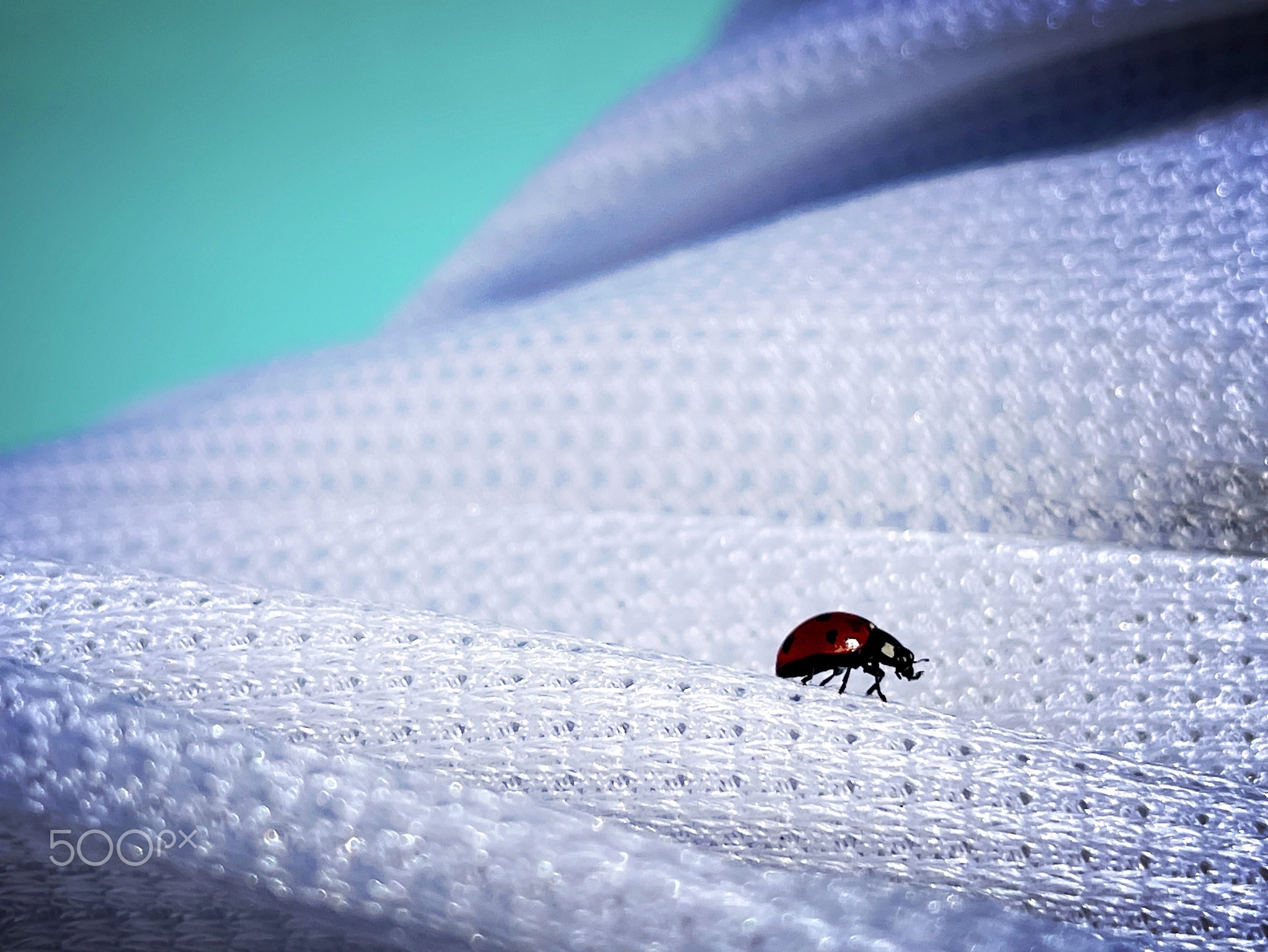 Ladybug crawling on clothing during a beach visit to Tybee Island, Georgia