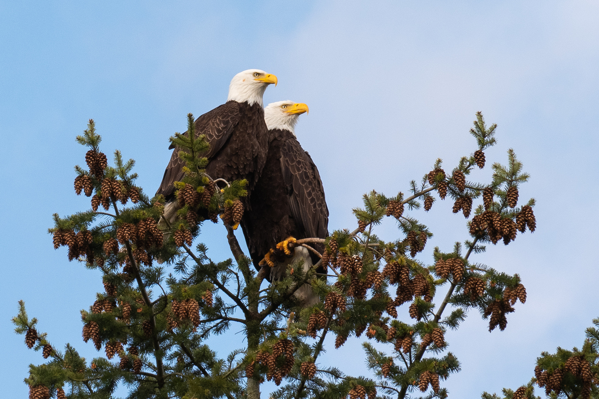 Majestic Pair