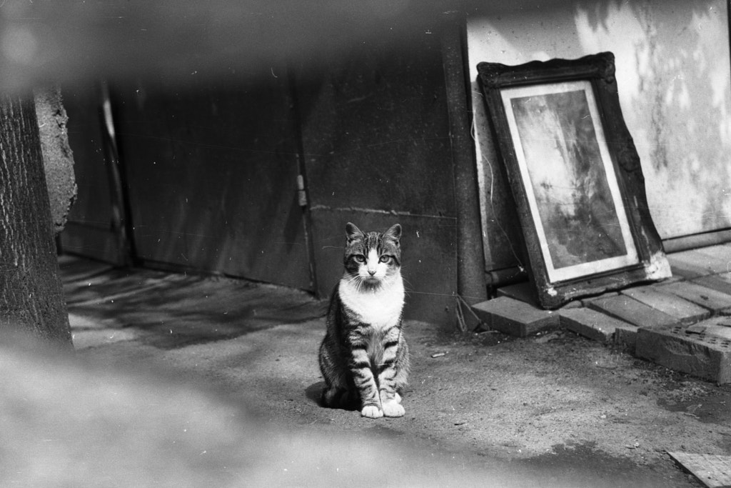 cat by Bogdan Z. on 500px.com