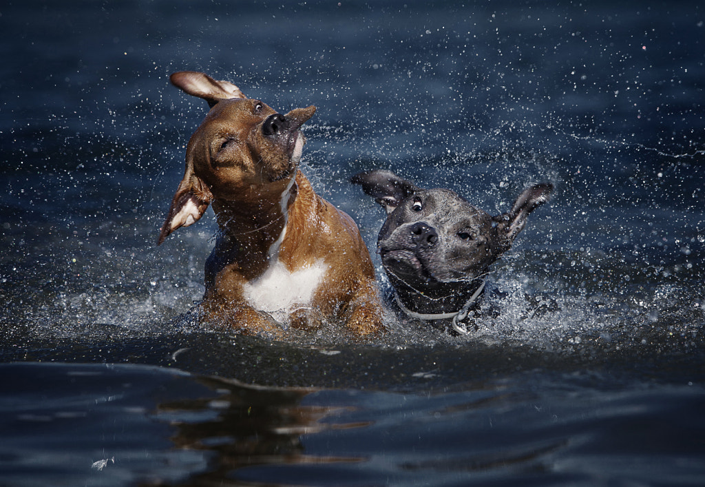 Kiara&Chester by Alexandre Marques on 500px.com