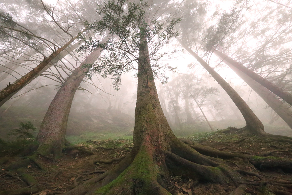 Forest by Turan Reis on 500px.com