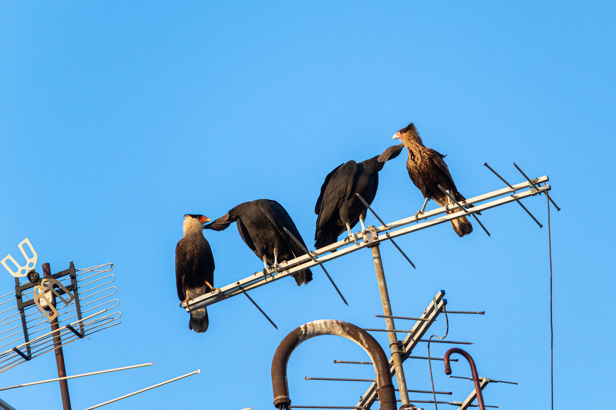 Birds