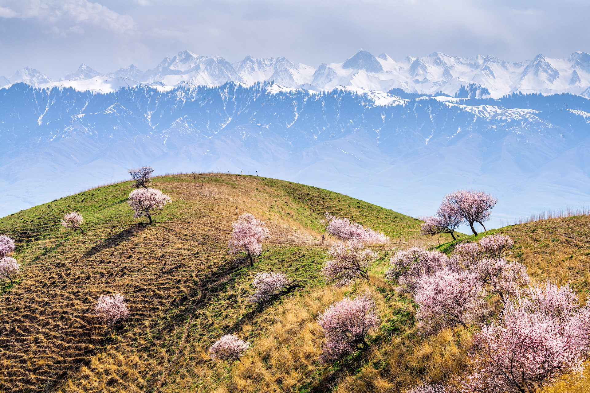 На горе ольха под горою вишня. Соцветение серёжка тополь. Весна в крыму горы и дерево. Гора арасияма япония. Ольха.