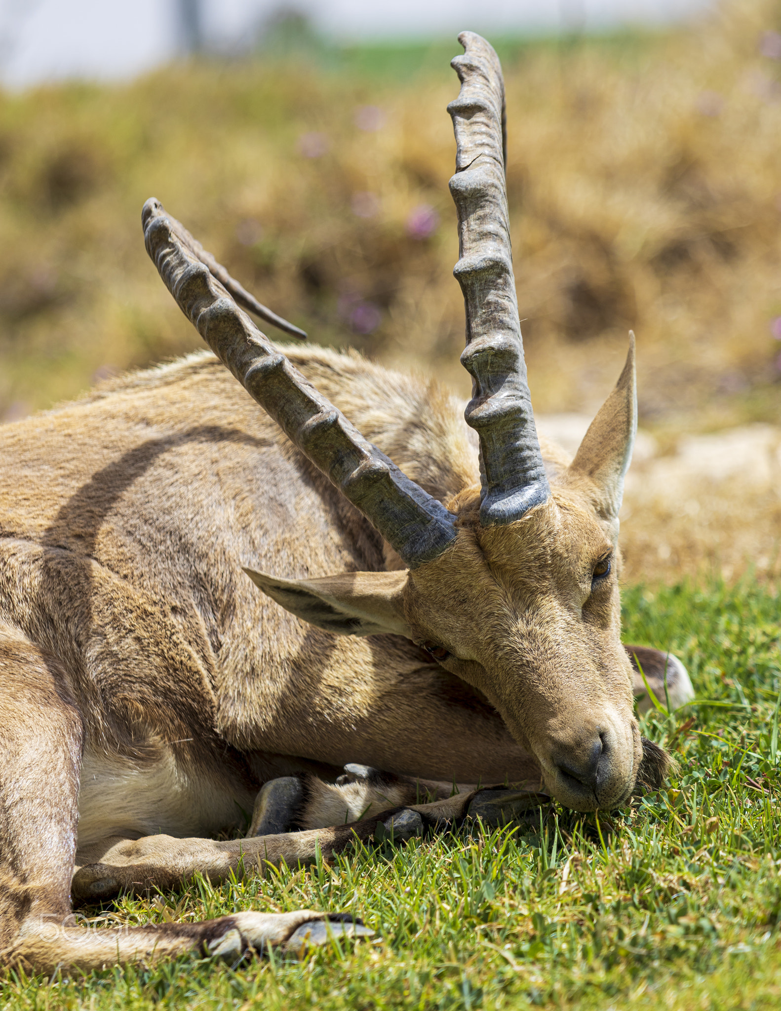 Nubian ibex