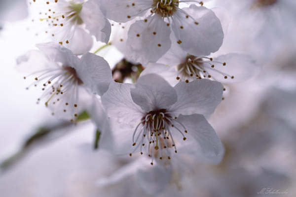 梅花by 南腔北调人| 500px