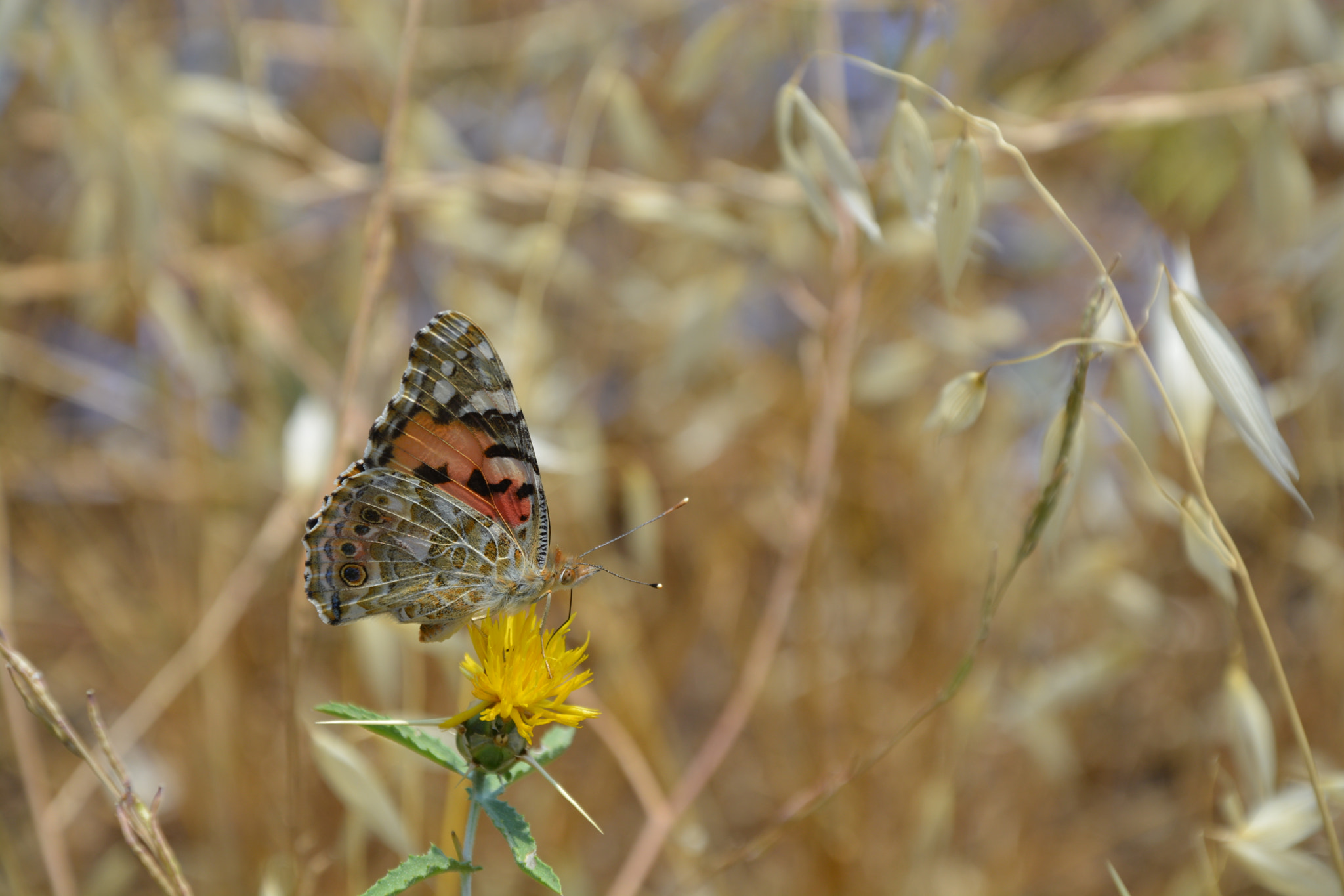 Butterfly(Danaus)