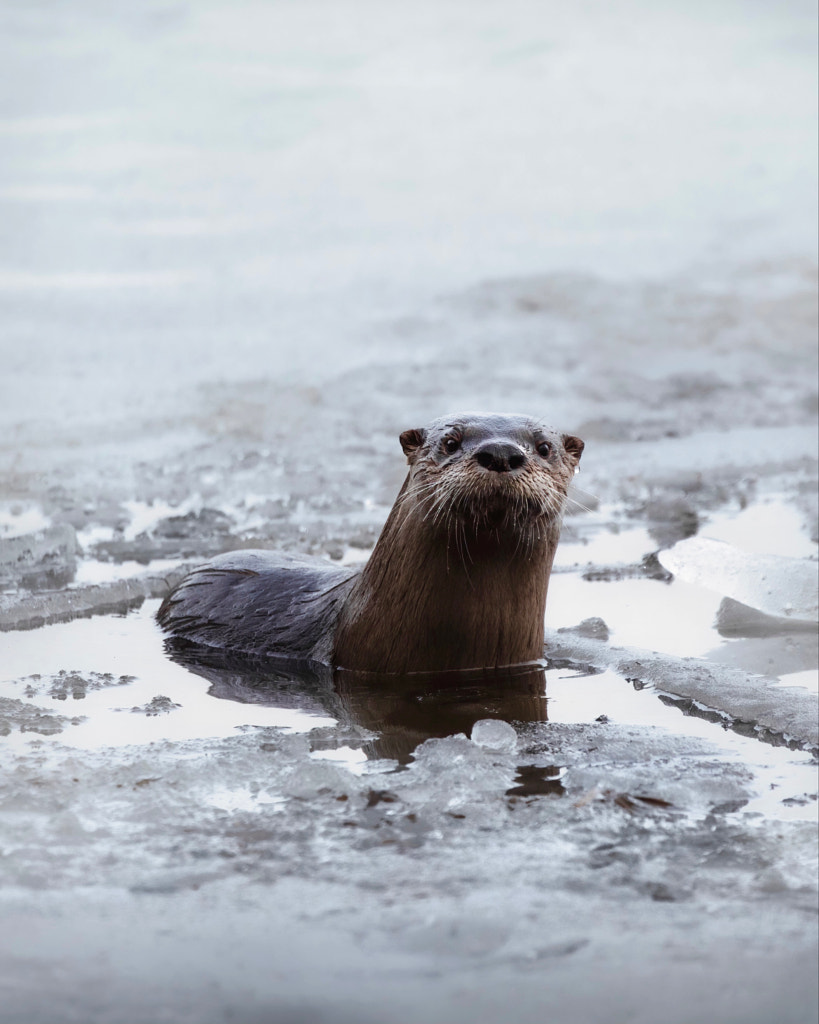 River Otter Winter Portrait by Seth Macey on 500px.com