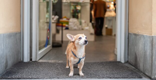 Dog Separation Anxiety Medication Over the Counter