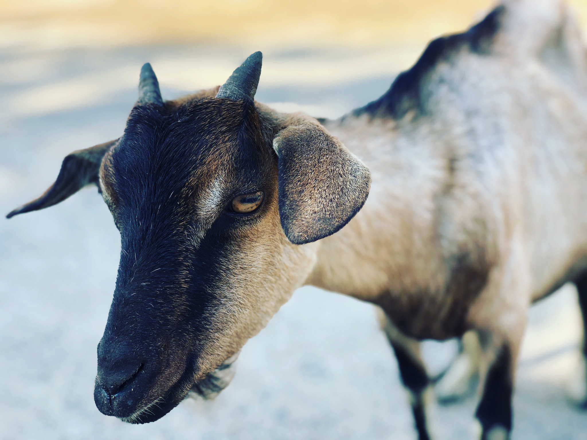 An animal's eyes have the power to speak a great language.