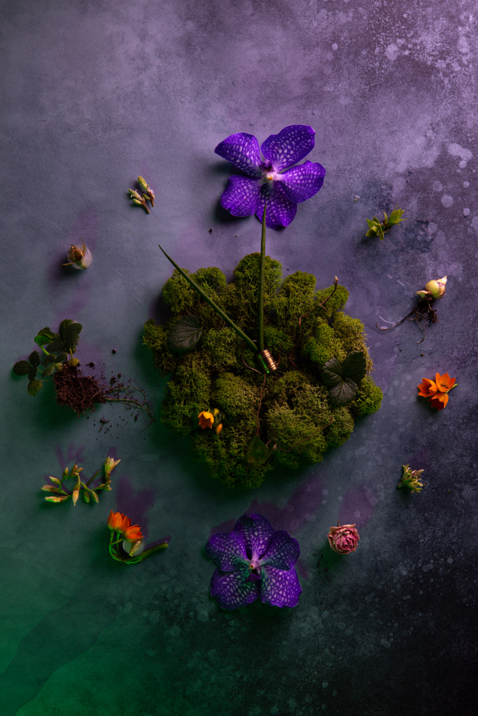 Natural clock made of various flowers and plants,fresh moss on blue by Olga on 500px.com