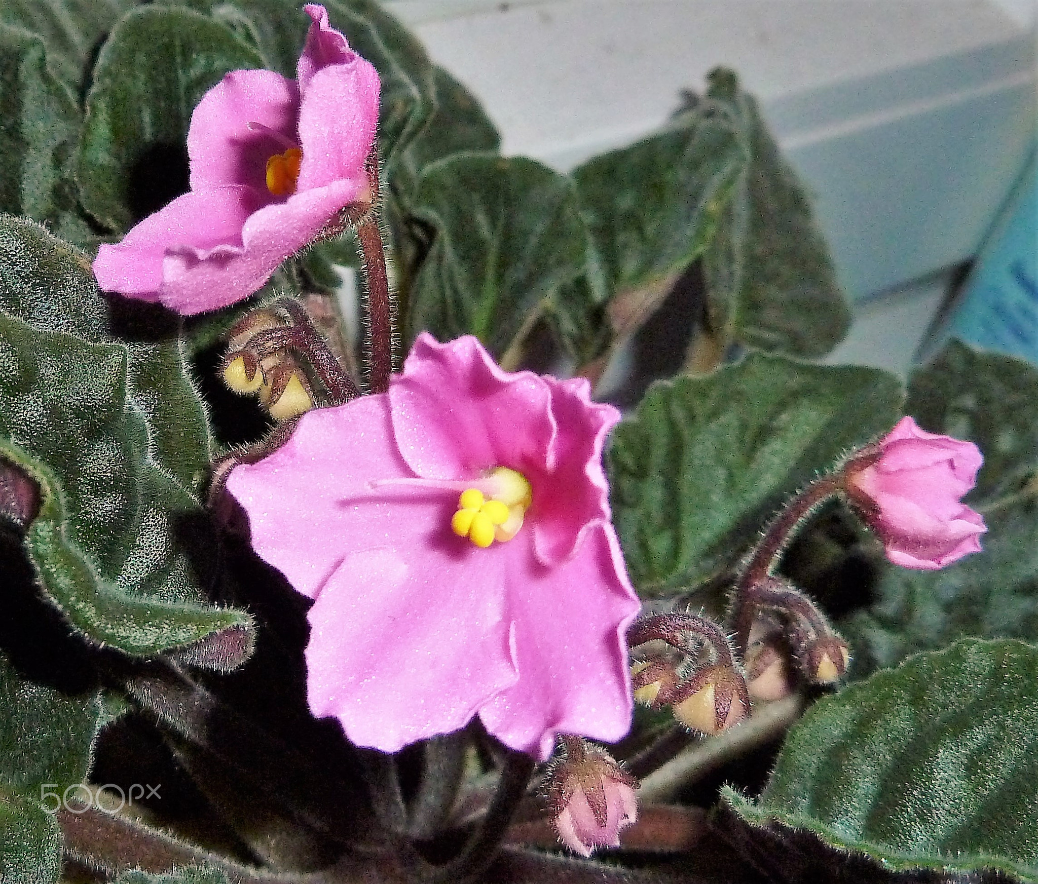 Flower