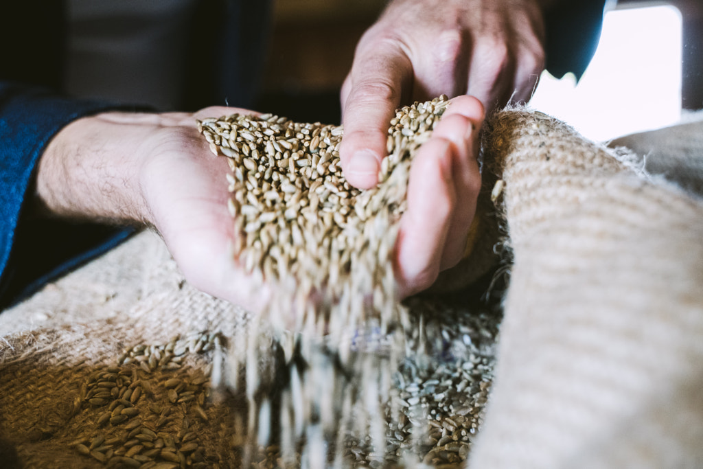 Cereal wheat with hands by Cor van der Waal on 500px.com