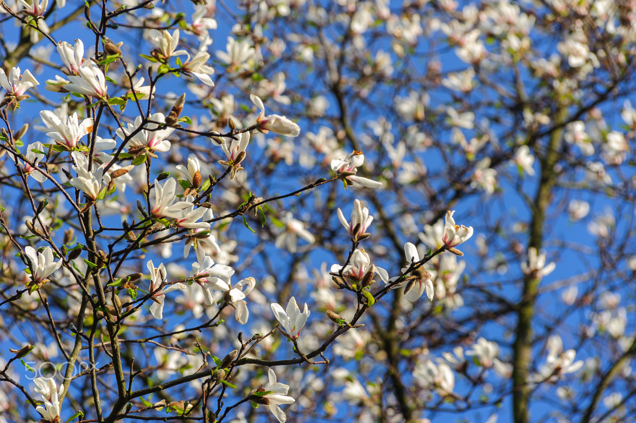 Branch of blooming magnolia