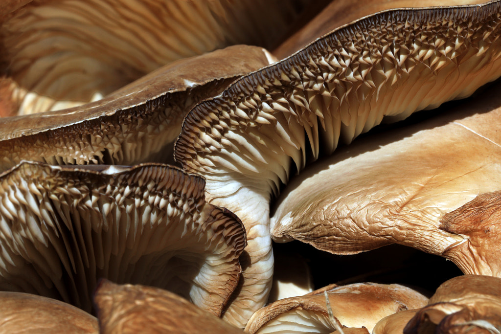 a fungus among us by Anne Jordan on 500px.com