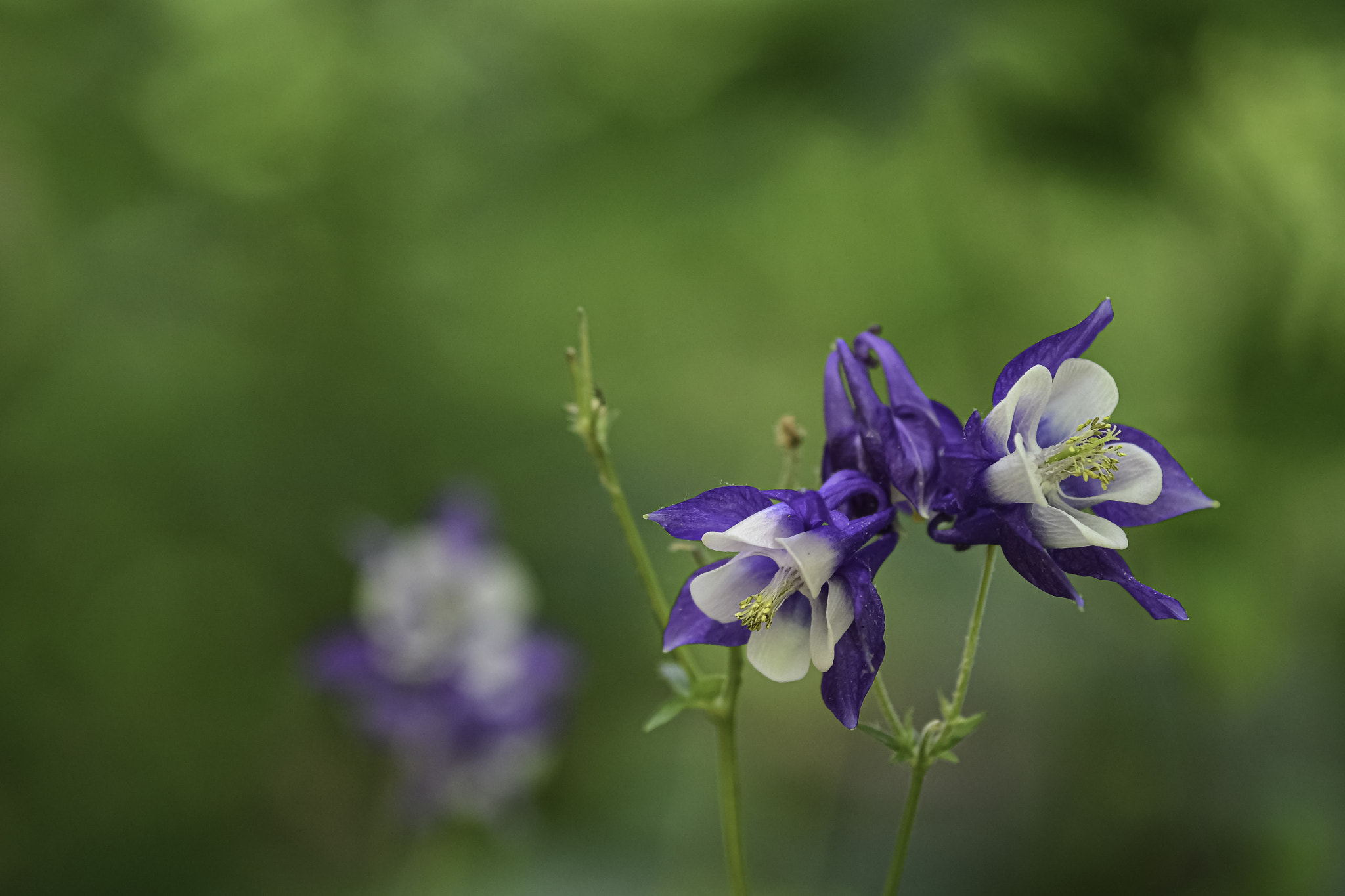 Columbine flowers with bokeh background