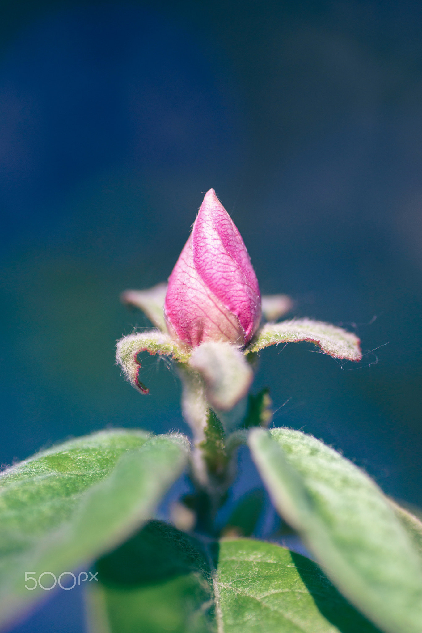 Quince blossom