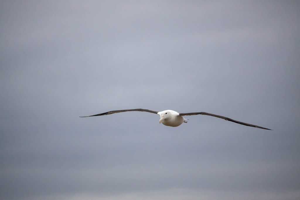 Northern Royal Albatross flying Top 10 Fastest Birds in the World