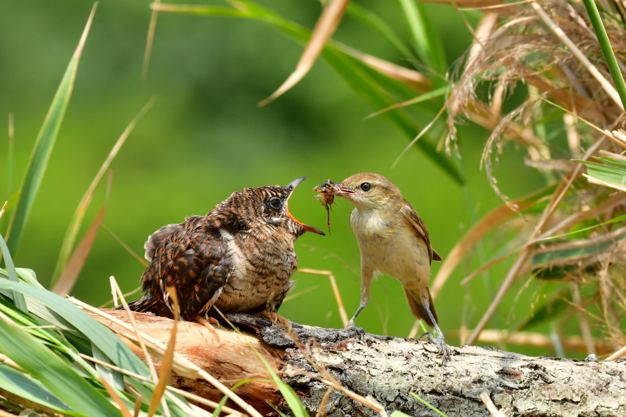 v2?sig=7f3fe8c9412e505d8f987211dd4ed60a68c47d97c44cd9270e1c4a1bea2bcc62