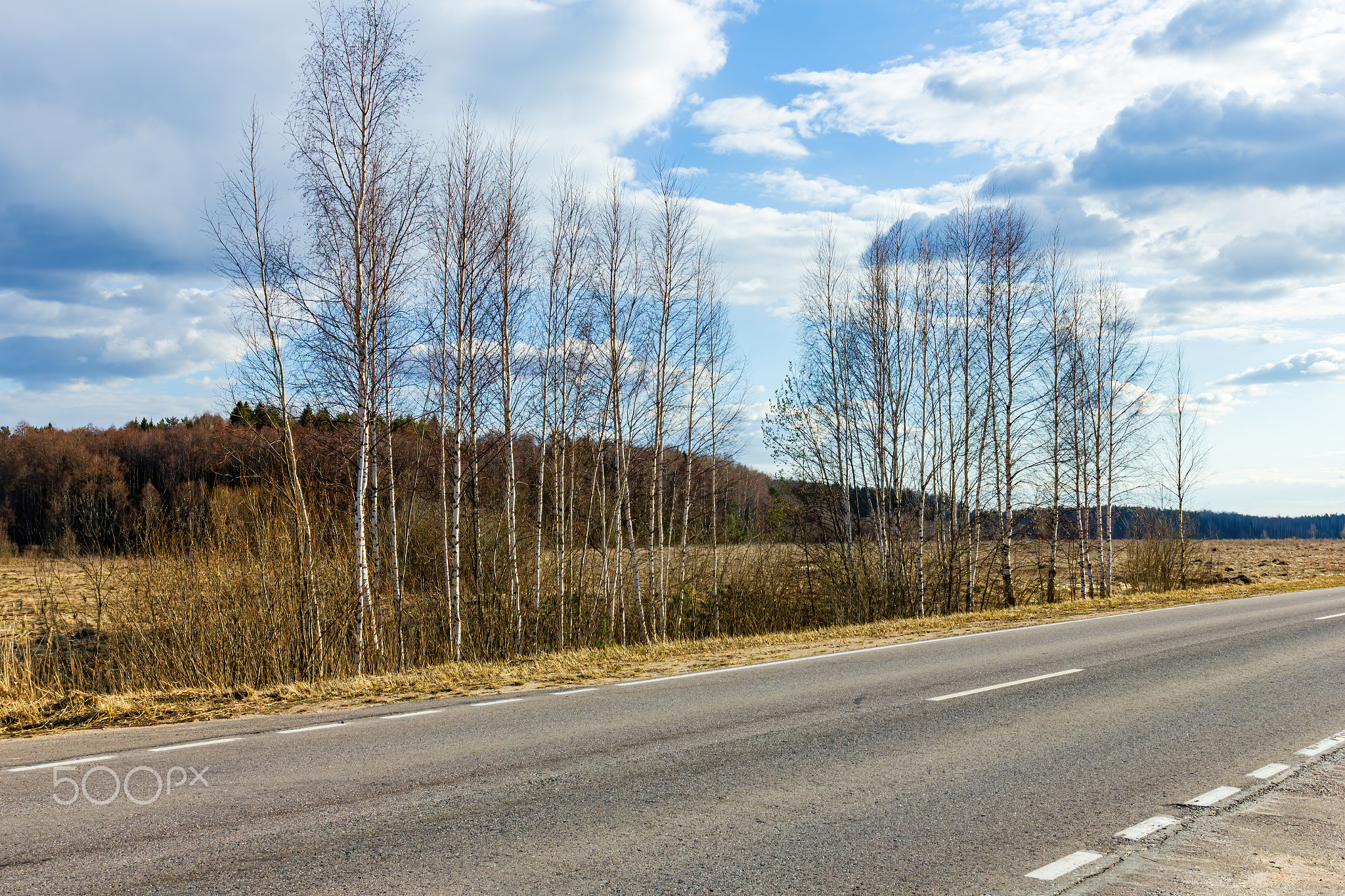 Young birch trees stand by the road