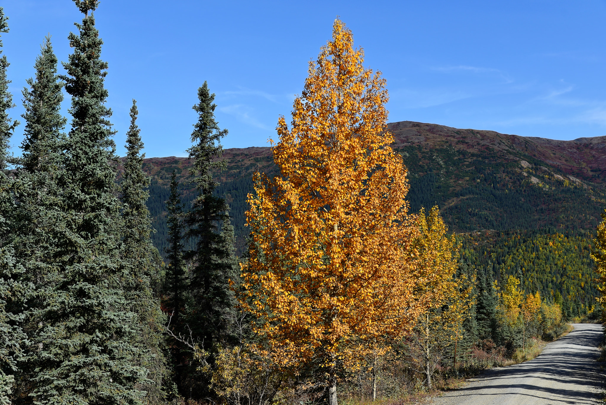 Autumn Fun Amongst the Forest and Mountains of Denali National Park