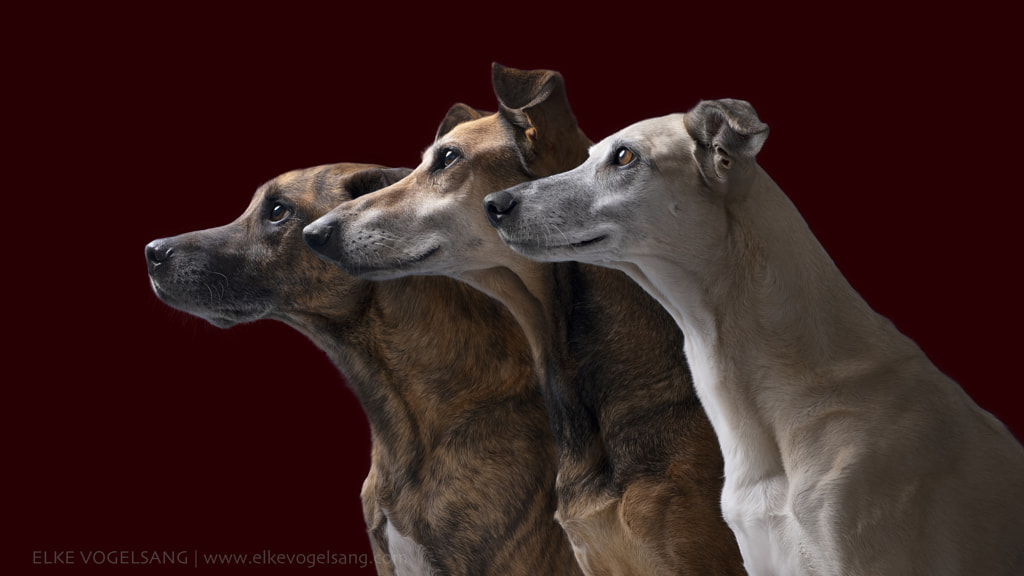 Profiles, edition 2021 by Elke Vogelsang on 500px.com