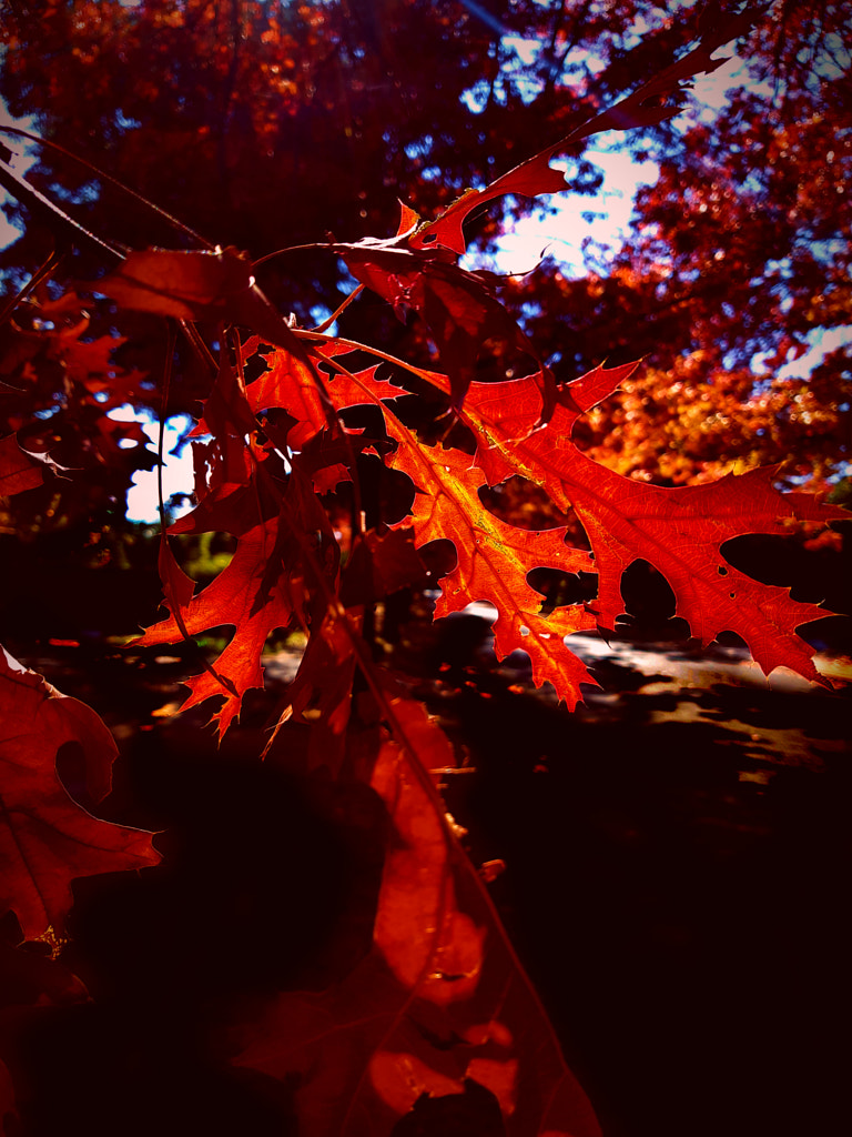 Canberra Autumn 1 by Justin B. on 500px.com