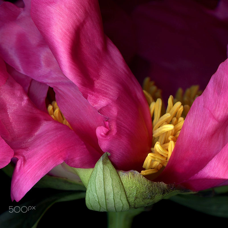 THE COLOURS of PEONY...