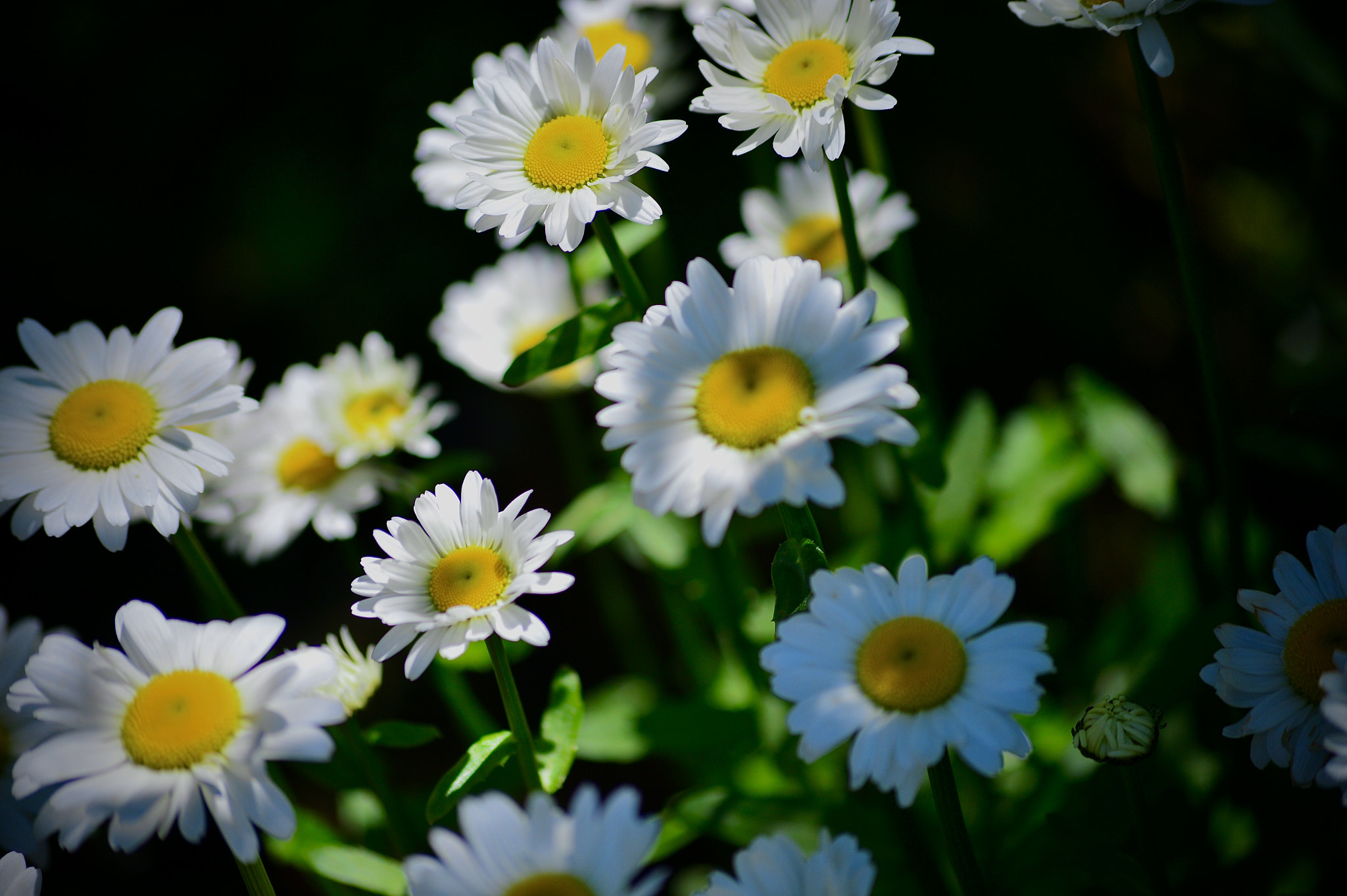 The wild flowers