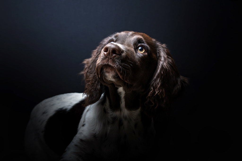 Sweet little Kenzie by Sandy van Kruysdijk on 500px.com