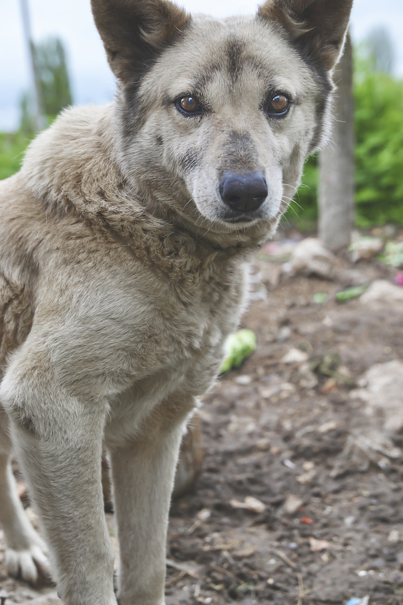 Portrait of young dog looking in the camera