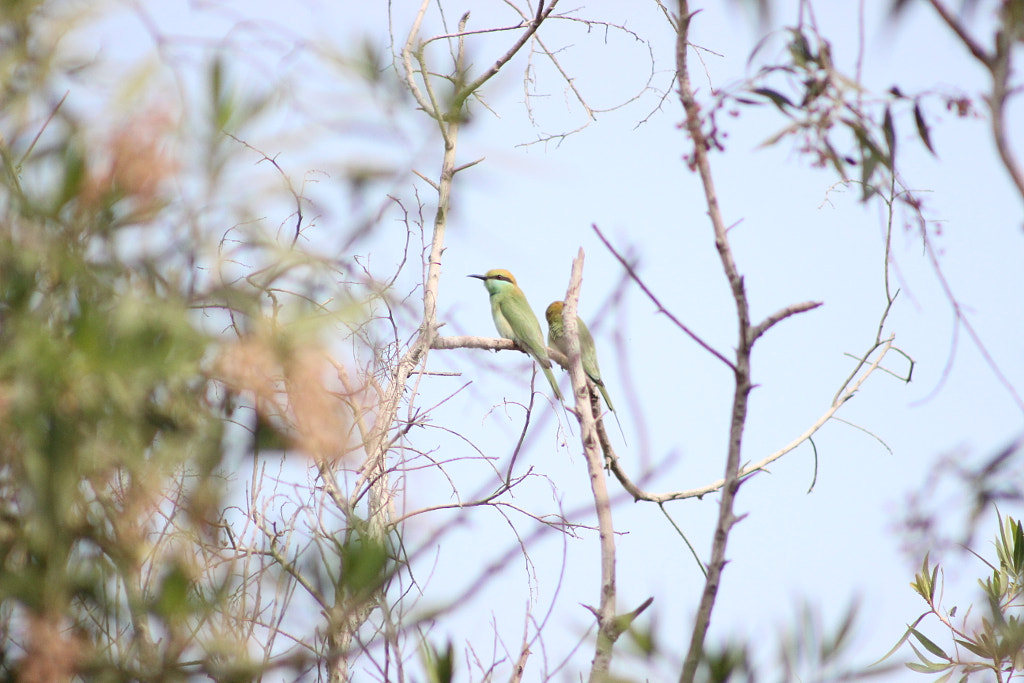 Bee Eaters by kabeer khusroo on 500px.com