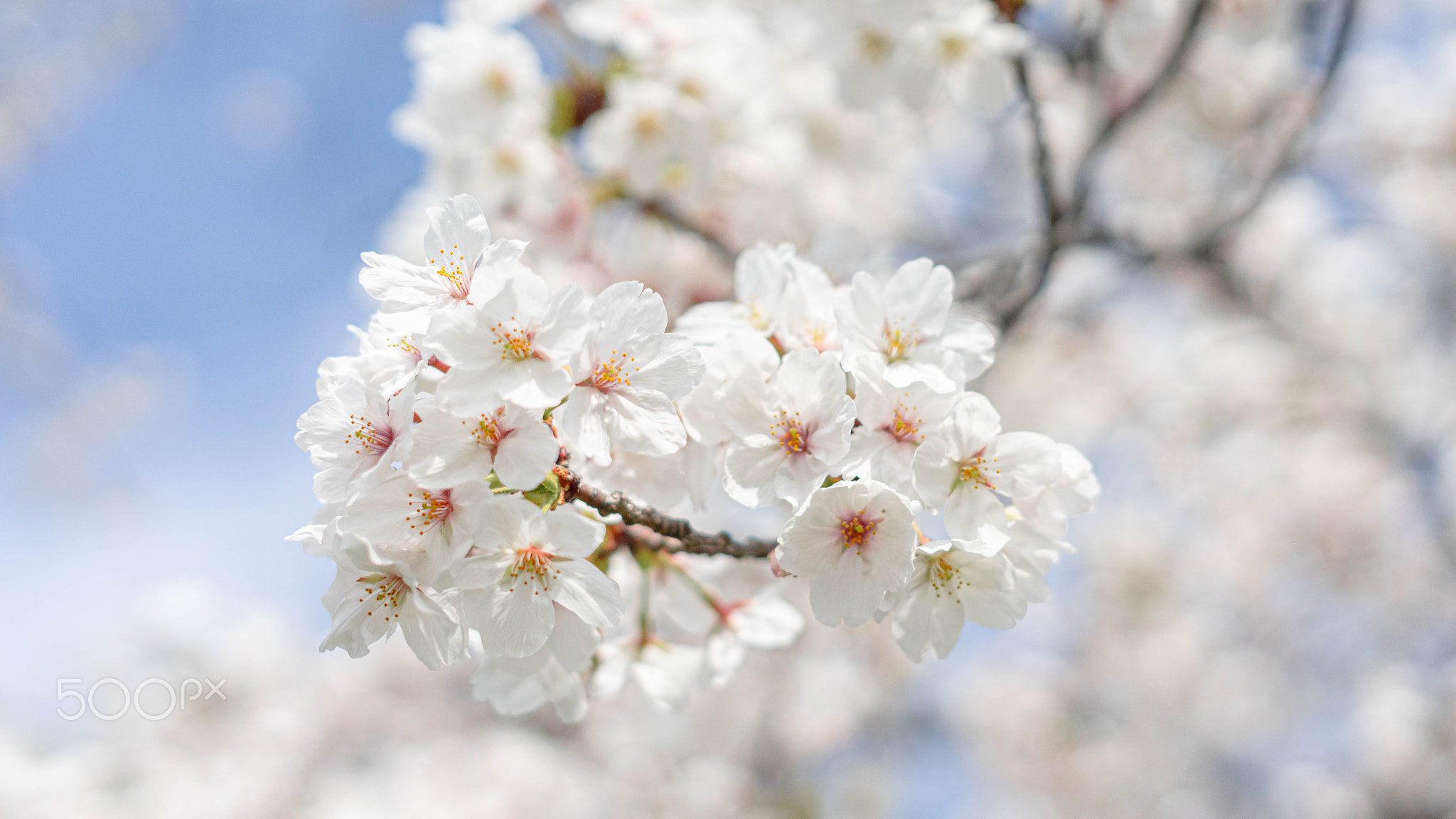 Cherry blossom Sakura
