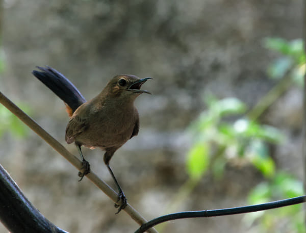 Bird and the breakwire by Girish Joshi on 500px.com