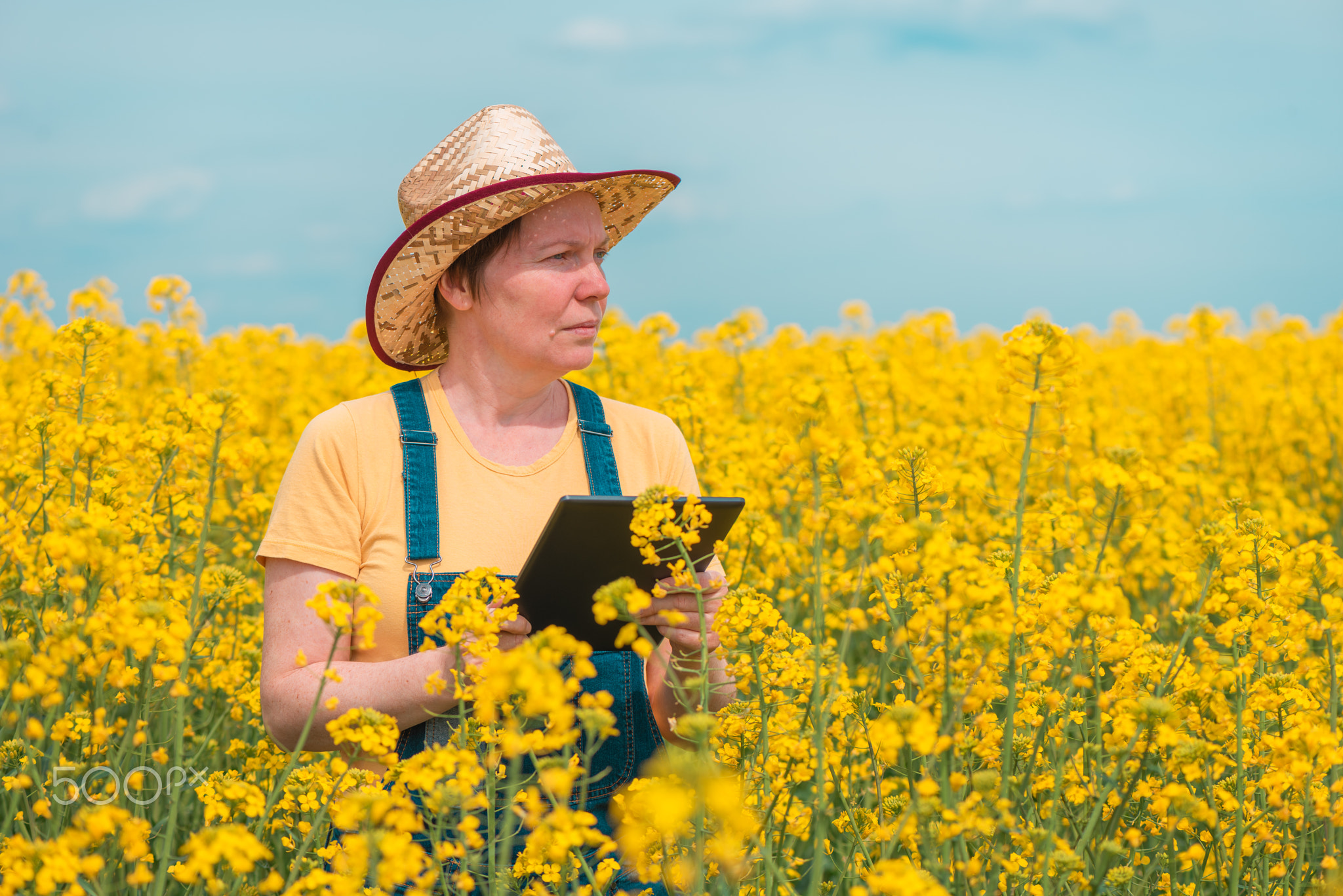 Female farmer agronomist tablet computer in blooming rapeseed field