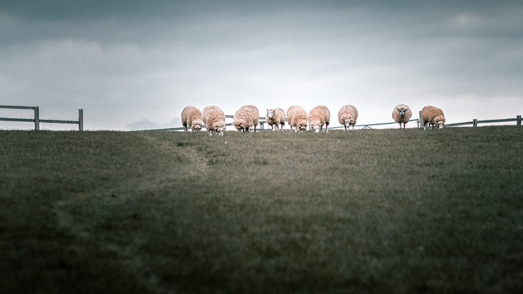 Reservoir Sheep by Mark Jones on 500px.com