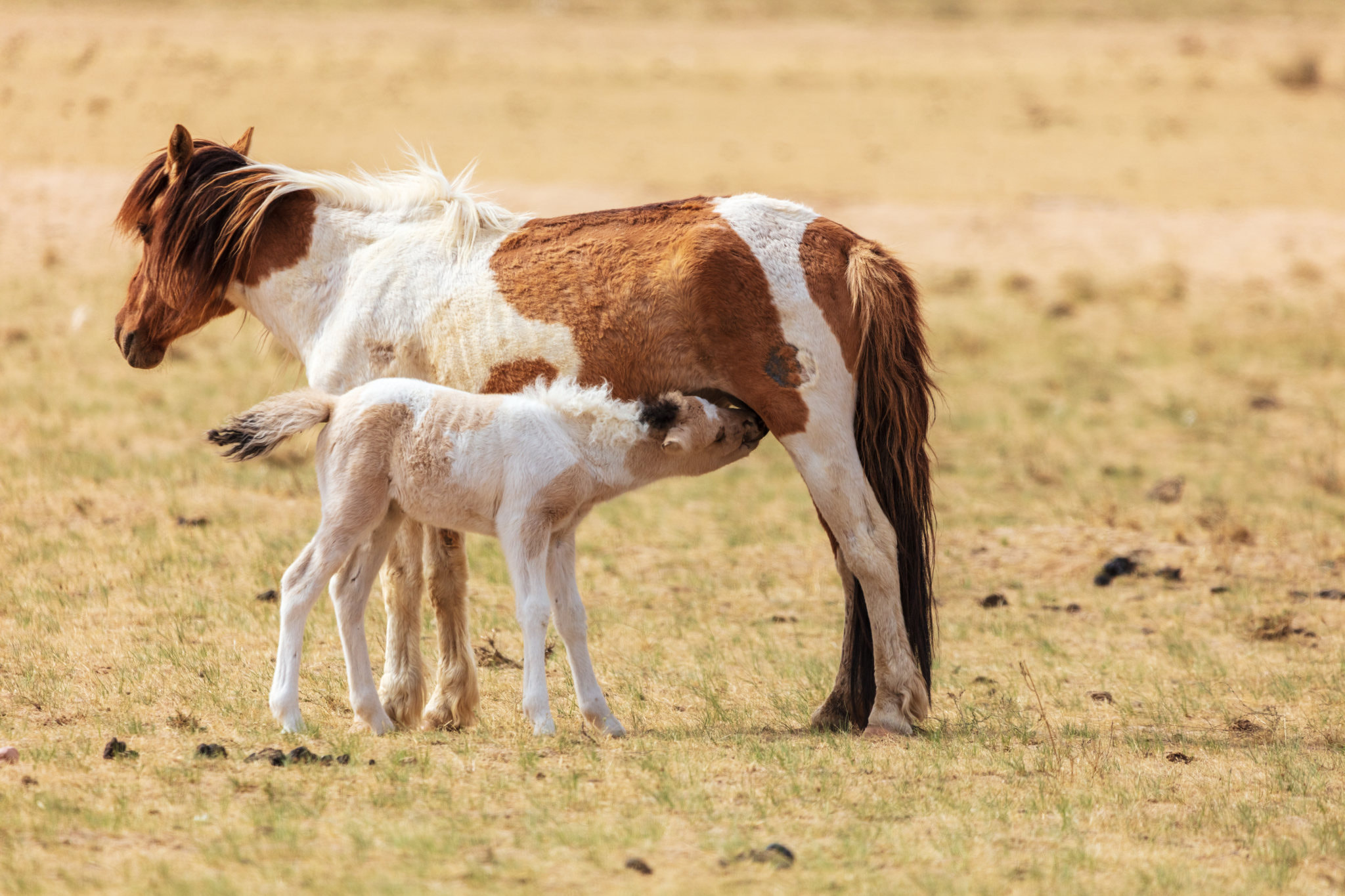 抚育之恩，舔犊之情---献给母亲节