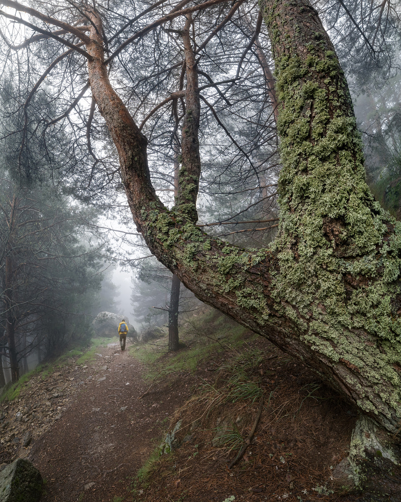 Hiking through the enchanted forest by Jose Miguel Sanchez on 500px.com