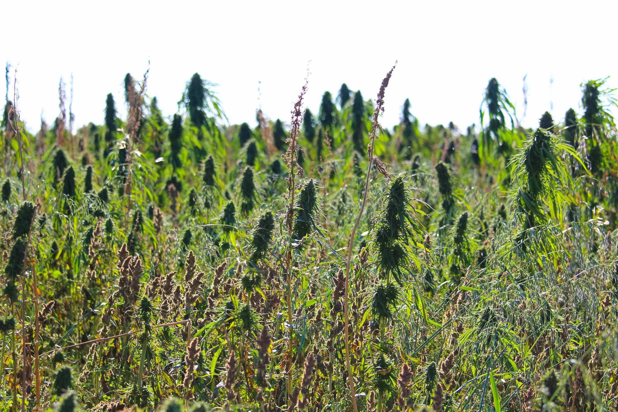 Side view of a non-narcotic hemp field growing outdoors