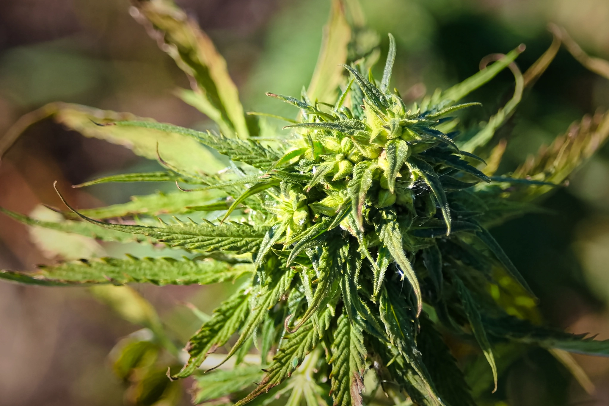 Closeup of textile hemp buds growing in a field