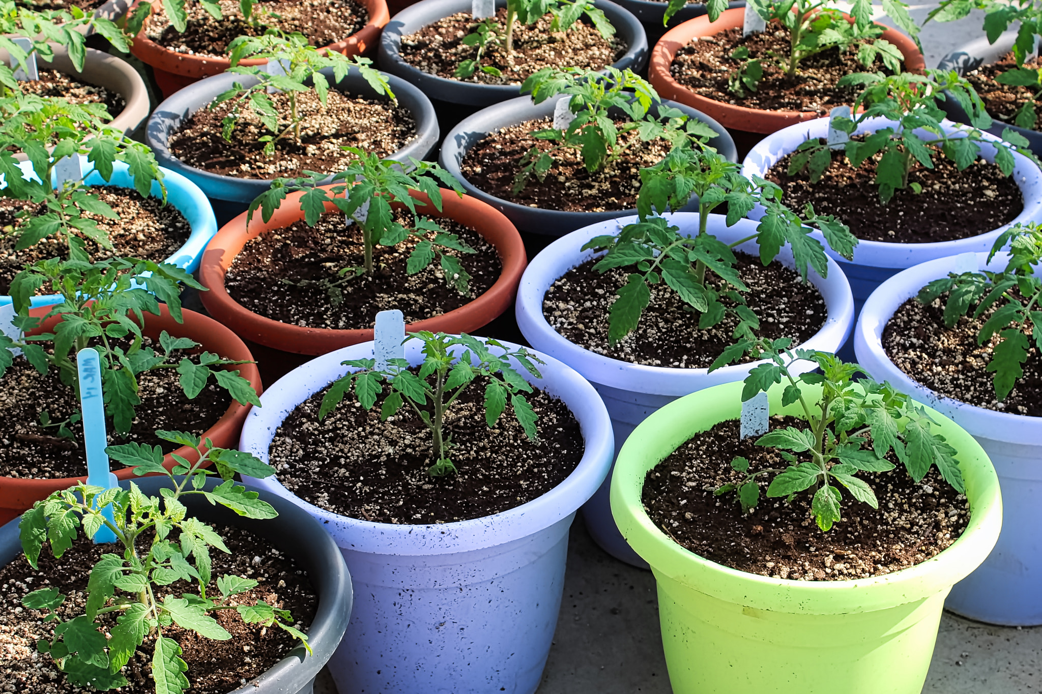 Various colored pots of tomato seedlings on a greenhouse floor