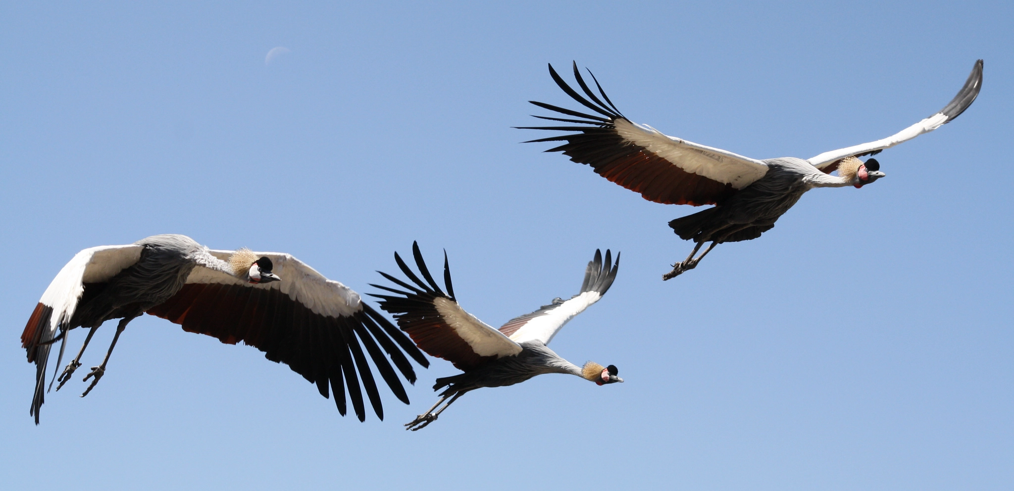 Royal cranes