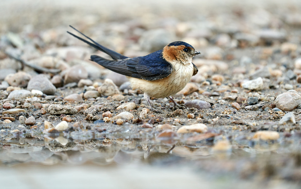 Cecropis daurica, Daurian swallow collecting mud to build its nest by Eduardo Muñoz on 500px.com