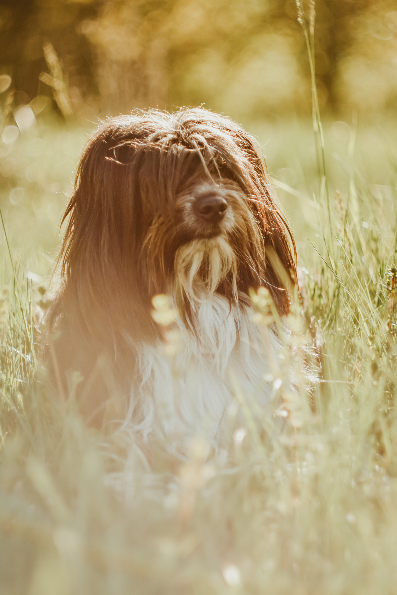 Model on the meadow