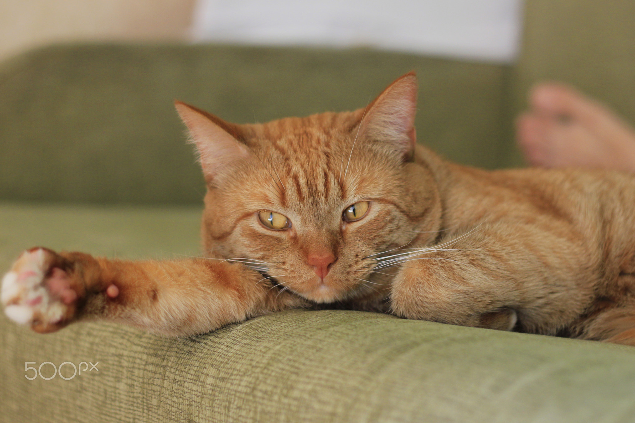 A big red cat is lying on a green sofa.
