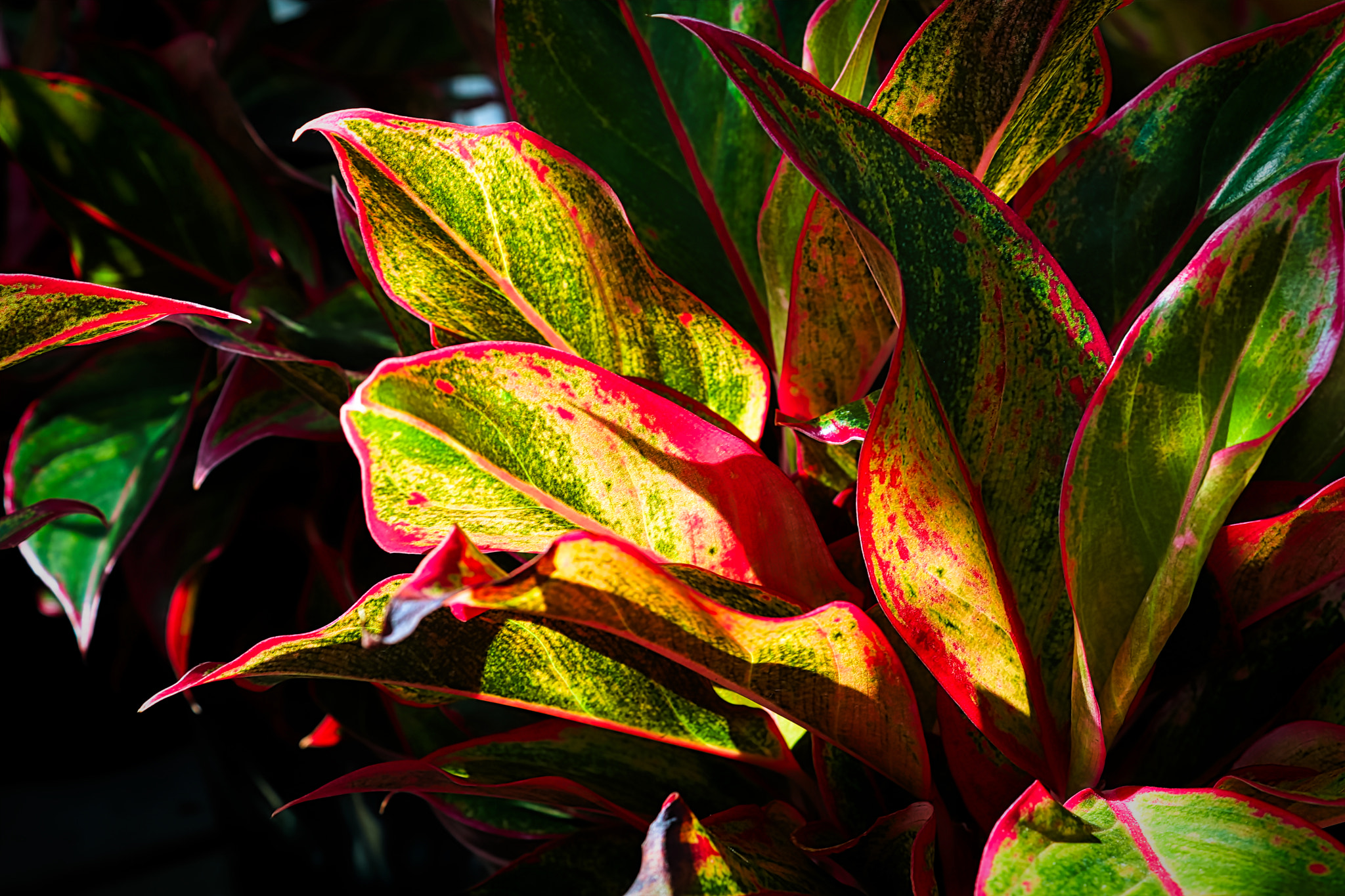 Sunlight shining on a varigated aglaonema houseplant