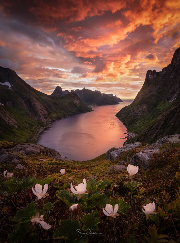 Wildflower under Burning Sky by Frøydis Dalheim on 500px.com