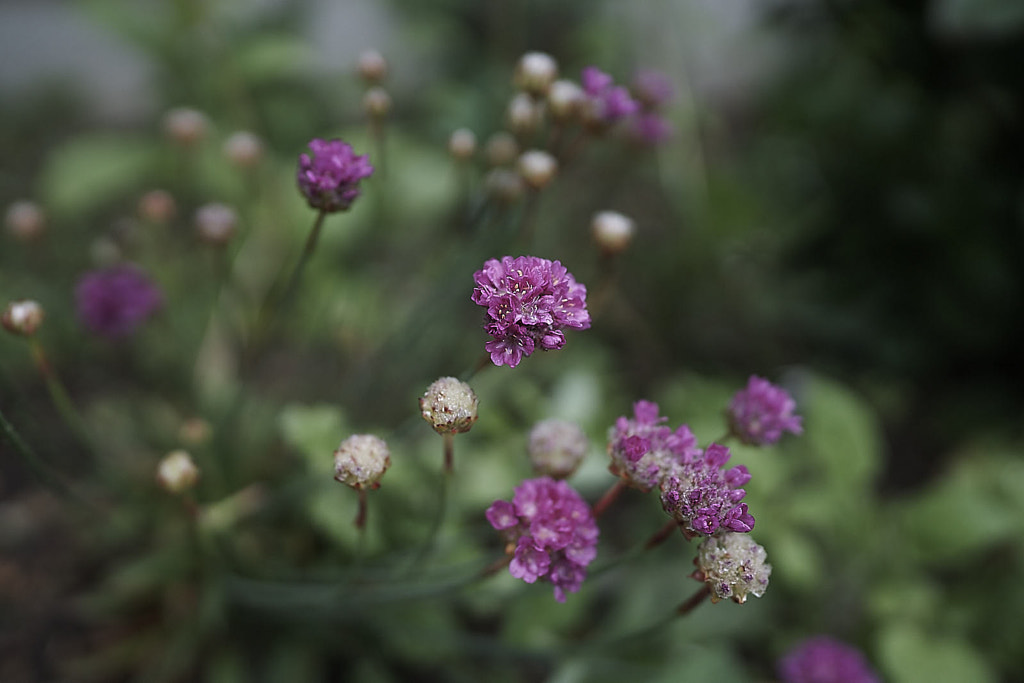 IMAGE: https://drscdn.500px.org/photo/1032248131/m%3D900/v2?sig=7e59776e0cf947b1a84e1735d176f2796a66d3864c53b3767ce53b4b4d6e5e9f