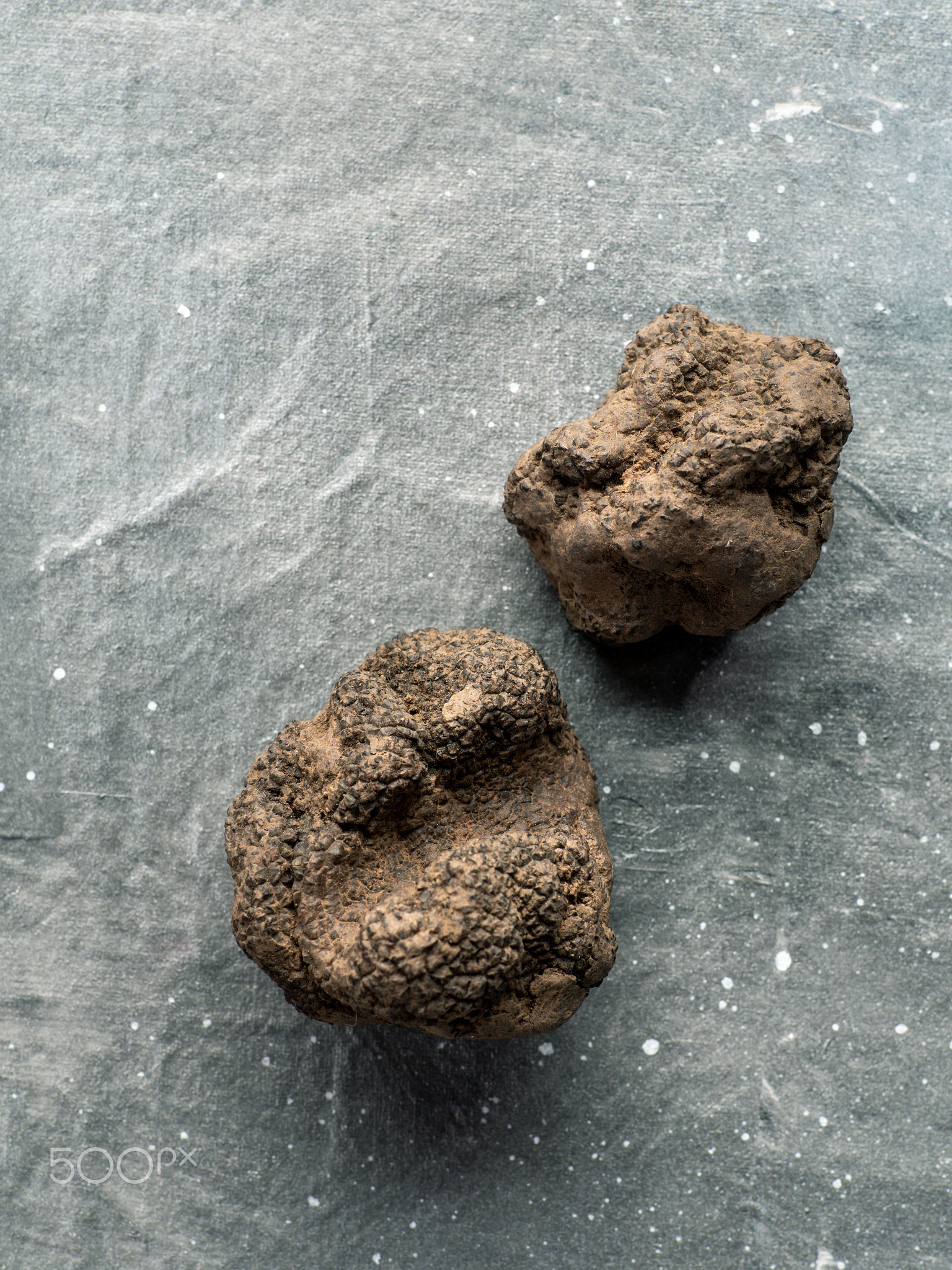 Black truffle mushroom on gray background