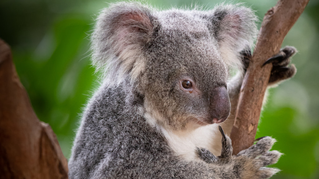 KoalaCute Animal Facts That Will Blow Your Mind